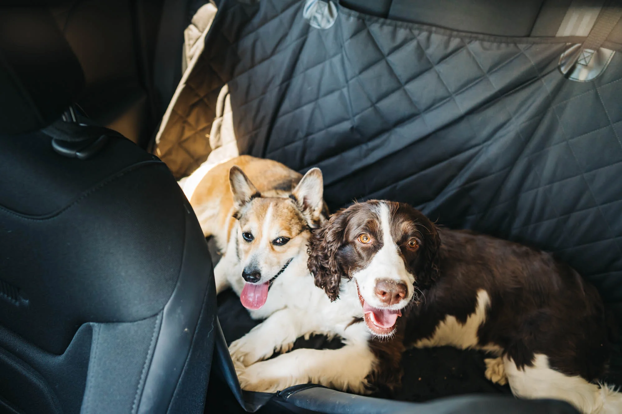 Best road trips with dogs 2025